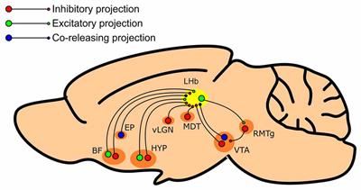 Inhibition Within the Lateral Habenula—Implications for Affective Disorders